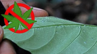 This Is Dangerous Leaf In Rainforest (World's Most Painful Plant Sting)