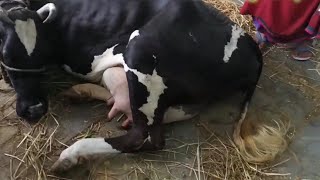 A Broken Foot of a cow and a Miraculous Recovery