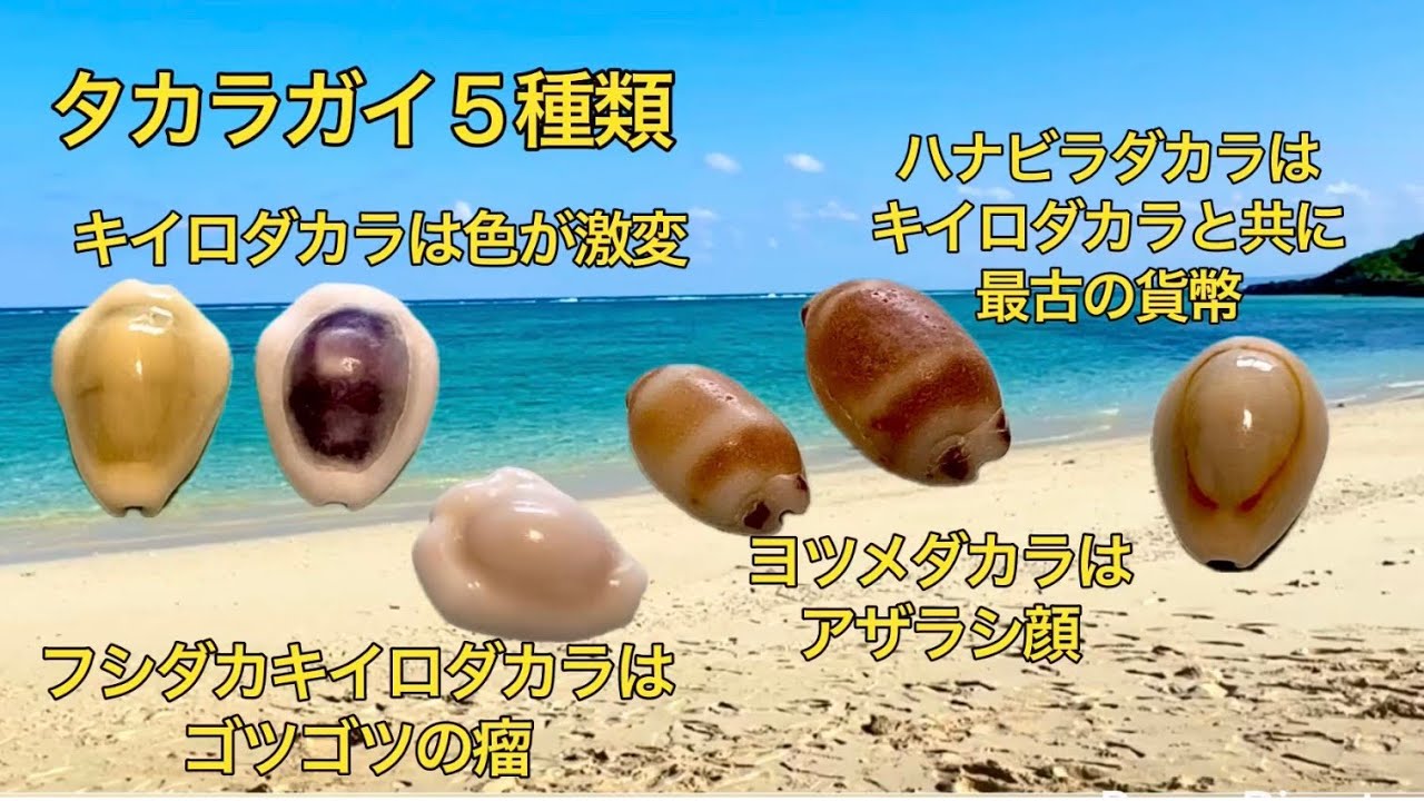 ビーチコーミング沖縄9 タカラガイ6種 キイロダカラは黄色が剥げると