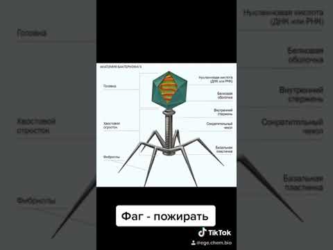 Бактериофаг  Готовимся к ЕГЭ 2021 Химия Биология