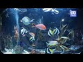 3D 180VR 4K Fish are so cute in Aquarium 😍😍 Wow Beautiful fish