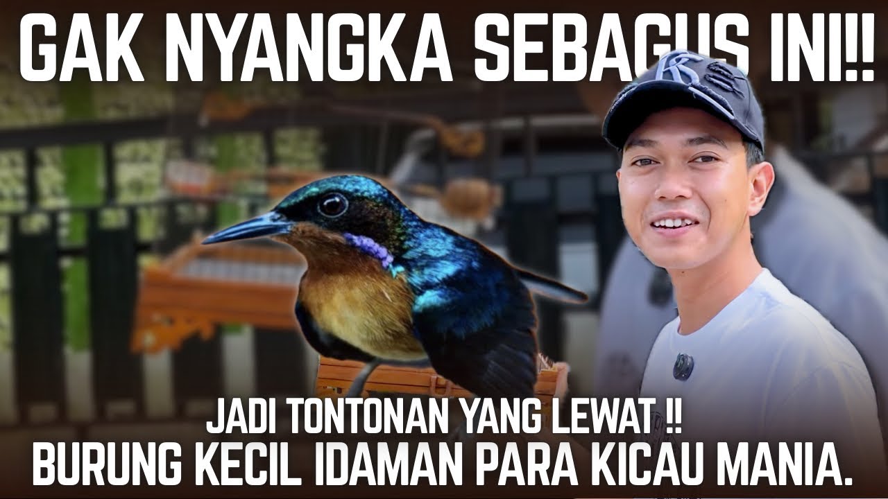 BURUNG KECIL IDAMAN !! Semua kicau mania saya yakin suka sama burung ini.