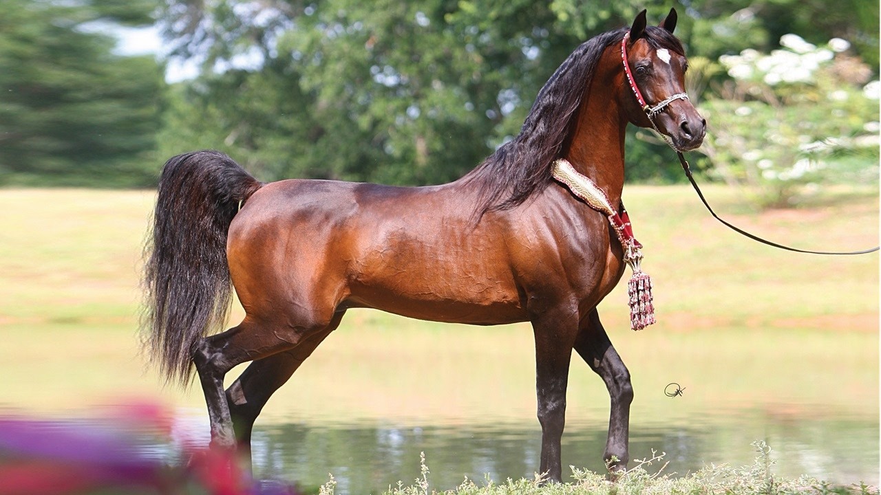 بطل العالم الأسطورة الحية 🏆 غزال الشقب 🏆 ابن الأسطورة المصري أنازا الفريد | GAZAL AL SHAQAB