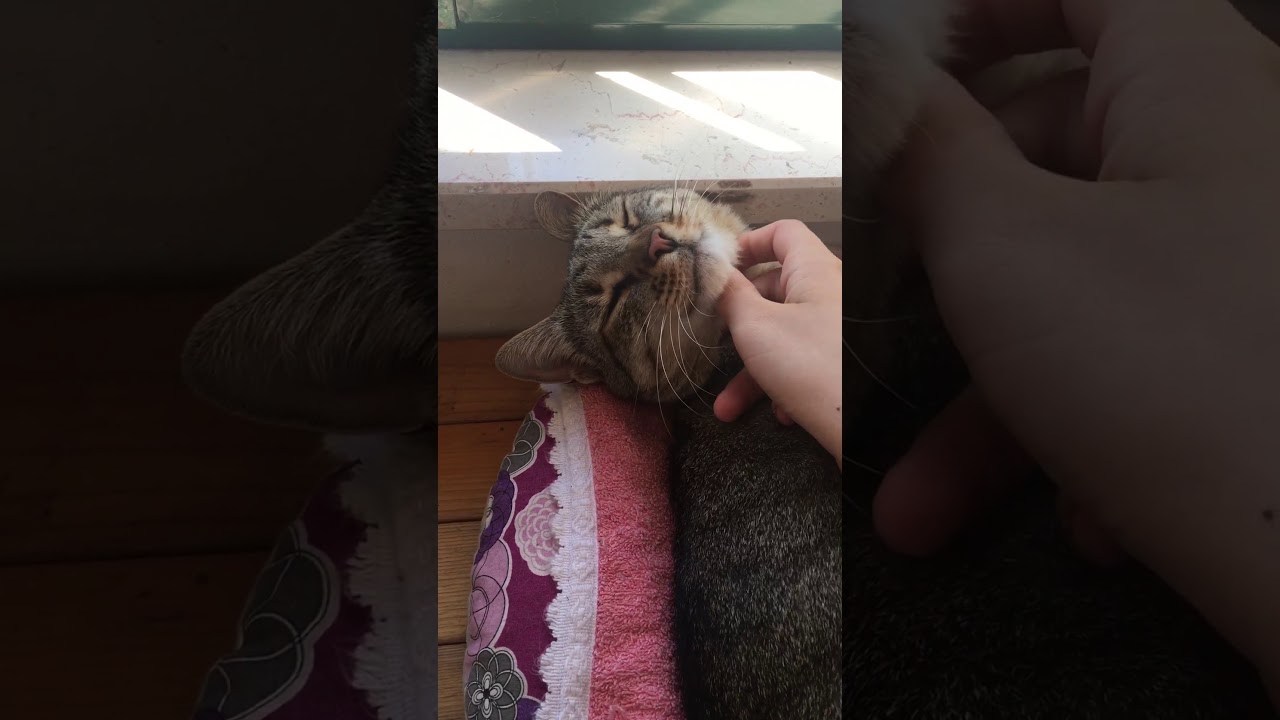 Random cat. 