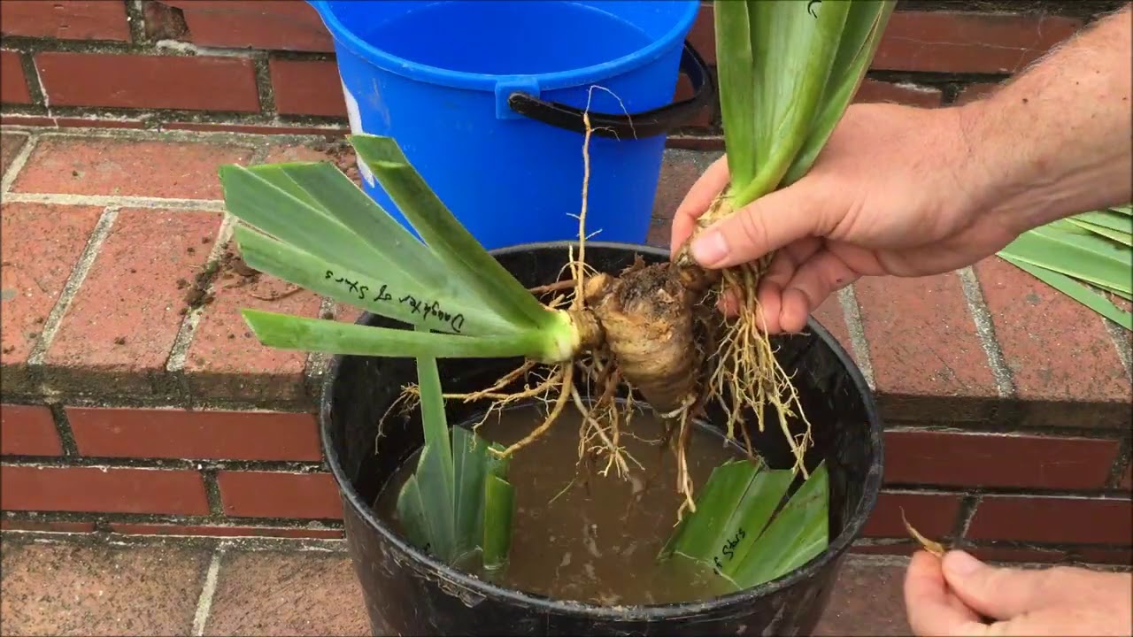 Dividing & Cleaning Irises
