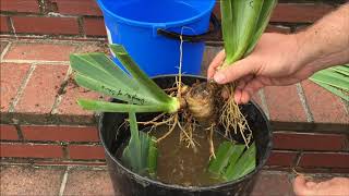 Dividing & Cleaning Irises