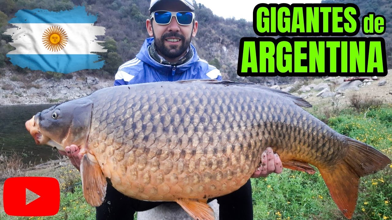 CARPAS GIGANTES - ARGENTINA