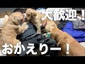 熱烈すぎる愛犬たち