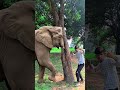 ￼yaar Tera Hero khalnayak ho gaya / tree se bahar nikalne wala #trending #youtubeshorts #funny #vfx