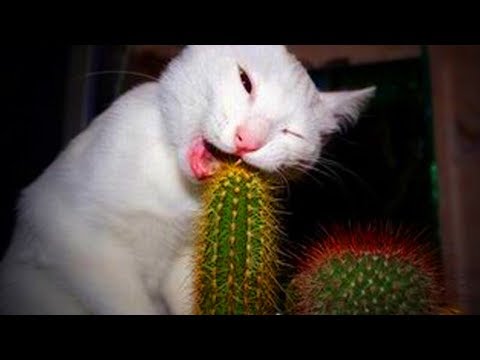 cats-doing-stupid-things-😹-funny-stupid-cats-(full)-[funny-pets]