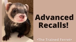 5 Challenging Recalls by Simon the Ferret! by The Trained Ferret 1,617 views 1 year ago 1 minute, 4 seconds
