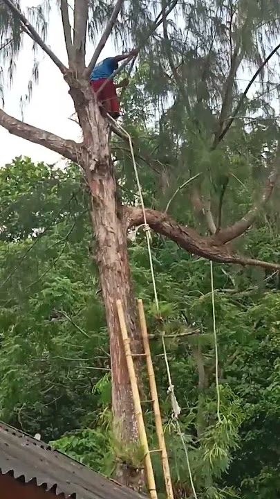#👷💪🌲#prosespenebangan #pohon #Cemara#pohonCemara