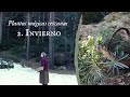 3 PLANTAS MÁGICAS de INVIERNO para la Bruja Verde🌿