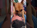 Cachorrinho Fica Ao Lado de seu Dono
