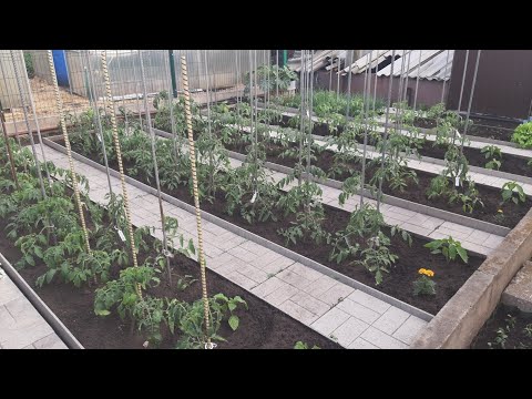 Огород после града и сильного дождя.🥒🌶🥦🌱🍅 6 июня 2026 г