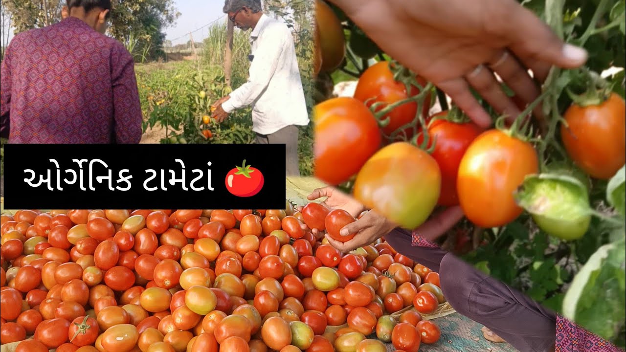 ઓર્ગેનિક ટામેટાનું 🍅વધુ ઉત્પાદન થતા માર્કેટમાં મોકલ્યા #farmingvideos#farming #viralvideo #trending 