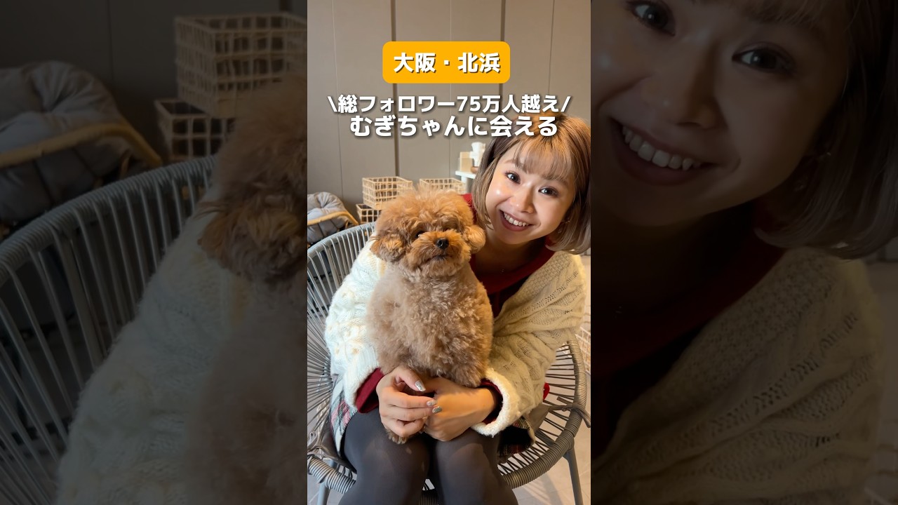 大阪北浜】総フォロワー75万人越え！アイドルわんちゃんむぎちゃんに