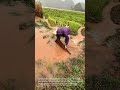 Clever Farm Drainage Hack: Managing Heavy Rain &amp; Flooding in Rice Fields