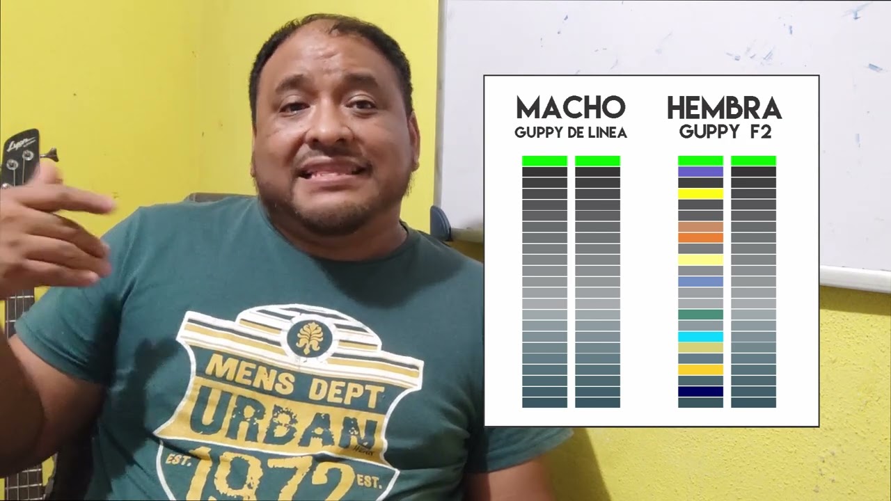 CURSO DE GENETICA de pez Guppy parte 4