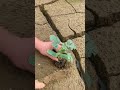 Tree Planting Process - Good tools and machinery make work easy