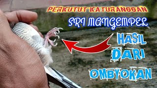Perkutut Kuku Putih dan Panjang diombyokan_Sri Mangempel