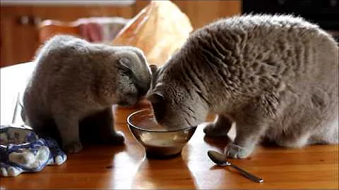Watch the video about Un chaton Scottish fold et un British shorthair prennent leur petit déjeuner