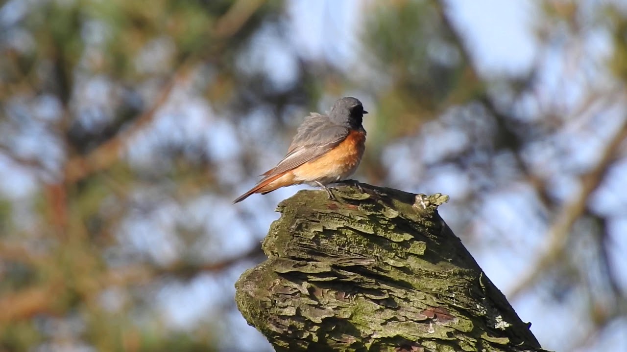 Common Redstart/Gekraagde Roodstaart, Beekhuizerzand, Harderwijk, The