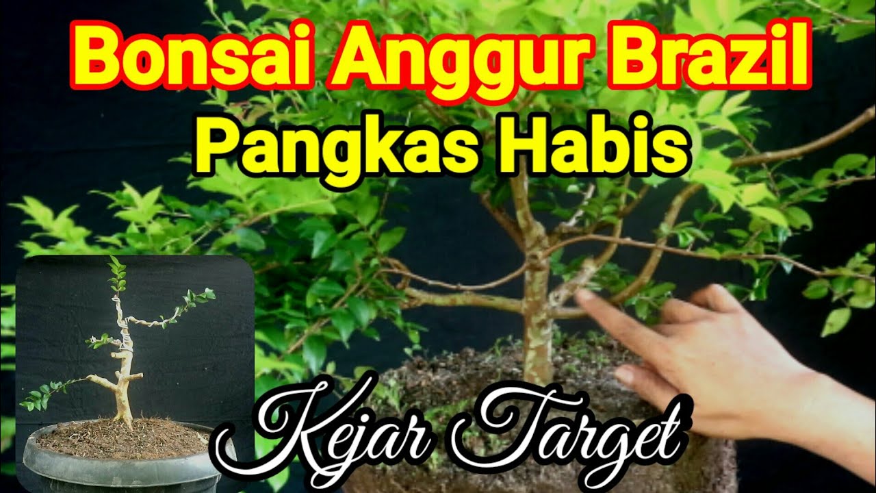 Bonsai anggur Brazil  Wiring Pres Cabang dan Akar