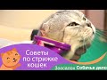 🐱Стрижка кота в зоосалоне Собачье дело