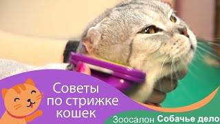 🐱Стрижка кота в зоосалоне Собачье дело