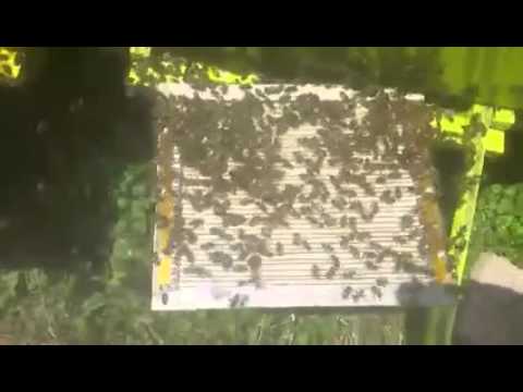 Bee venom collector - Sakupljac Pcelinjeg Otrova