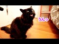 【しゃべる猫】目ヂカラでおやつを催促してくる猫からプレッシャーを感じます【しおちゃん】