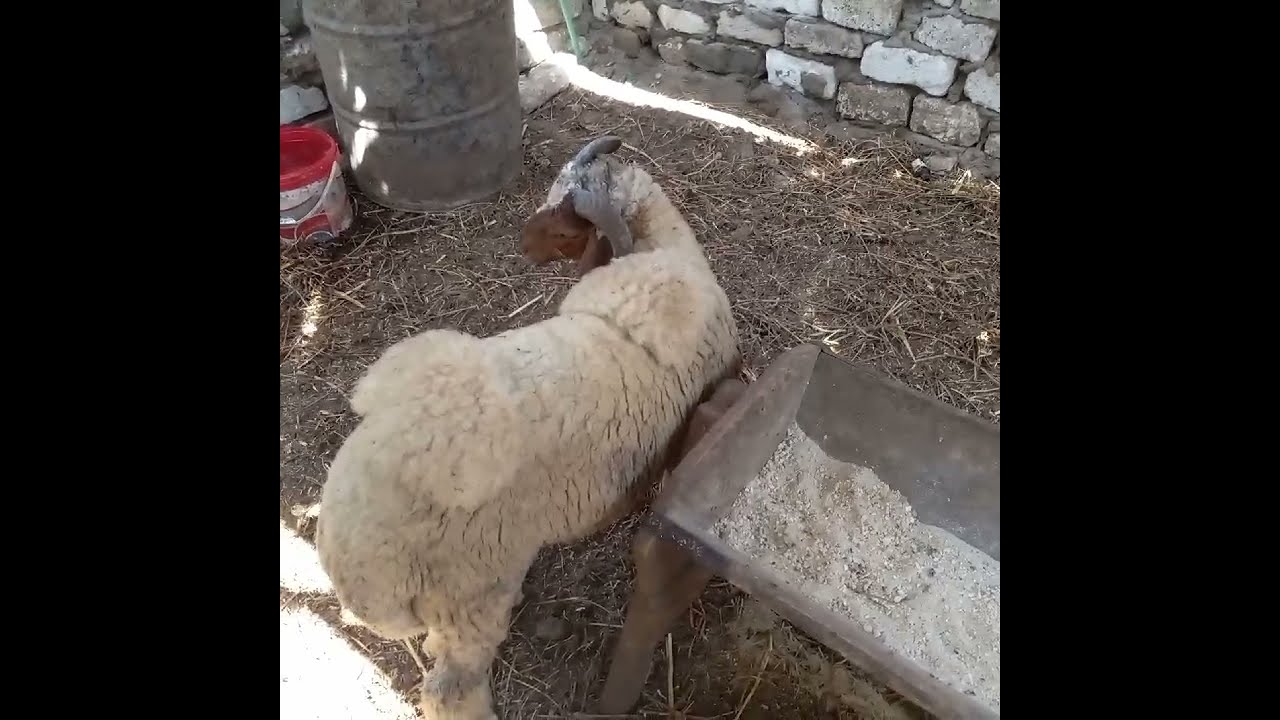 الدوار او الدوشان عند الاغنام هل له علاج؟؟؟