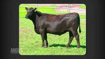 The Angus Report, May 14, 2012: Practical Applications