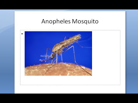 Video: Anopheles Stephensi Geograafiline Levik Etioopia Idaosas