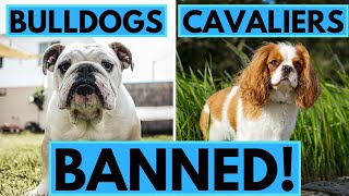 Why Norway BANS Breeding of English Bulldogs and Cavalier King Charles Spaniels?