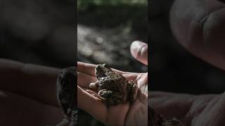 This Frog Dies Every Winter And Comes Back To Life 🐸