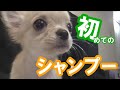 【はじめてのシャンプー】チワワのノア #22 ～Chihuahua's first shampoo～