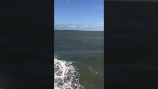 Nishu V197-Dolphin in capemay video commentary 5