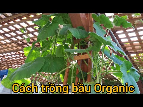 Video Cách bón phân, tỉa lá cây bầu cho ra sai trái - youtube