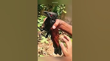 CHim bìm bịp khắc tinh của loài rắn . #shorts #kienthuc #dongvat