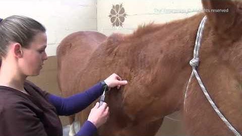 How to Give A Horse an Intramuscular Shot -  (IM) Injection
