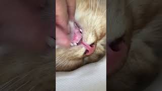 PERTAMA KALI LIHAT GIGI DEPAN KUCING 9 BULAN #kucing #kucinglucu #kucingpintar #gigikucing