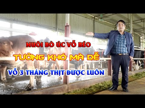 Video Hé lộ kỹ thuật nuôi bò vỗ béo nhanh nhất || Mô hình... - youtube