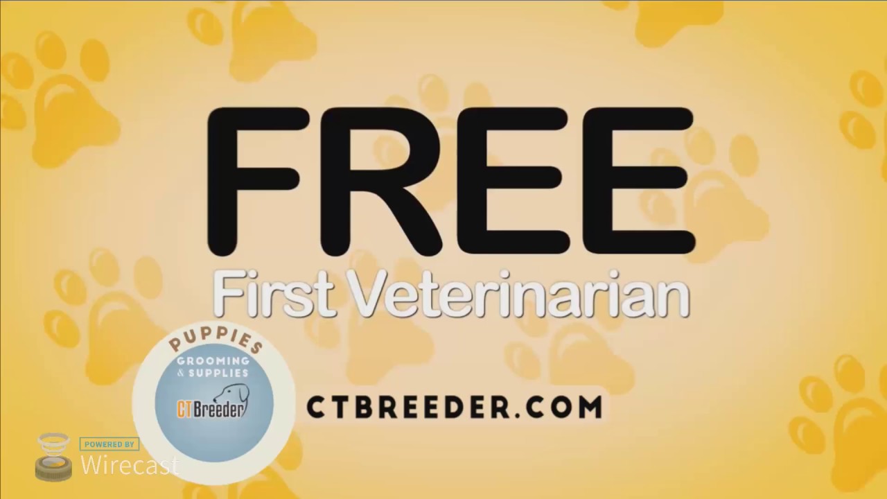 Connecticut Pet Groomer Norwalk (203) 6360128 YouTube