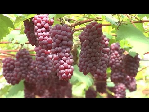 たわわに実ったデラウェア初出荷　西日本有数のブドウの産地「安心院」　大分 (23/06/16 18:40)