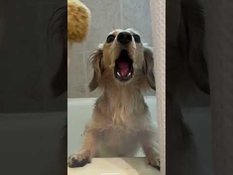 Funny dog singing in the shower! #dachshunds #funnydogs
