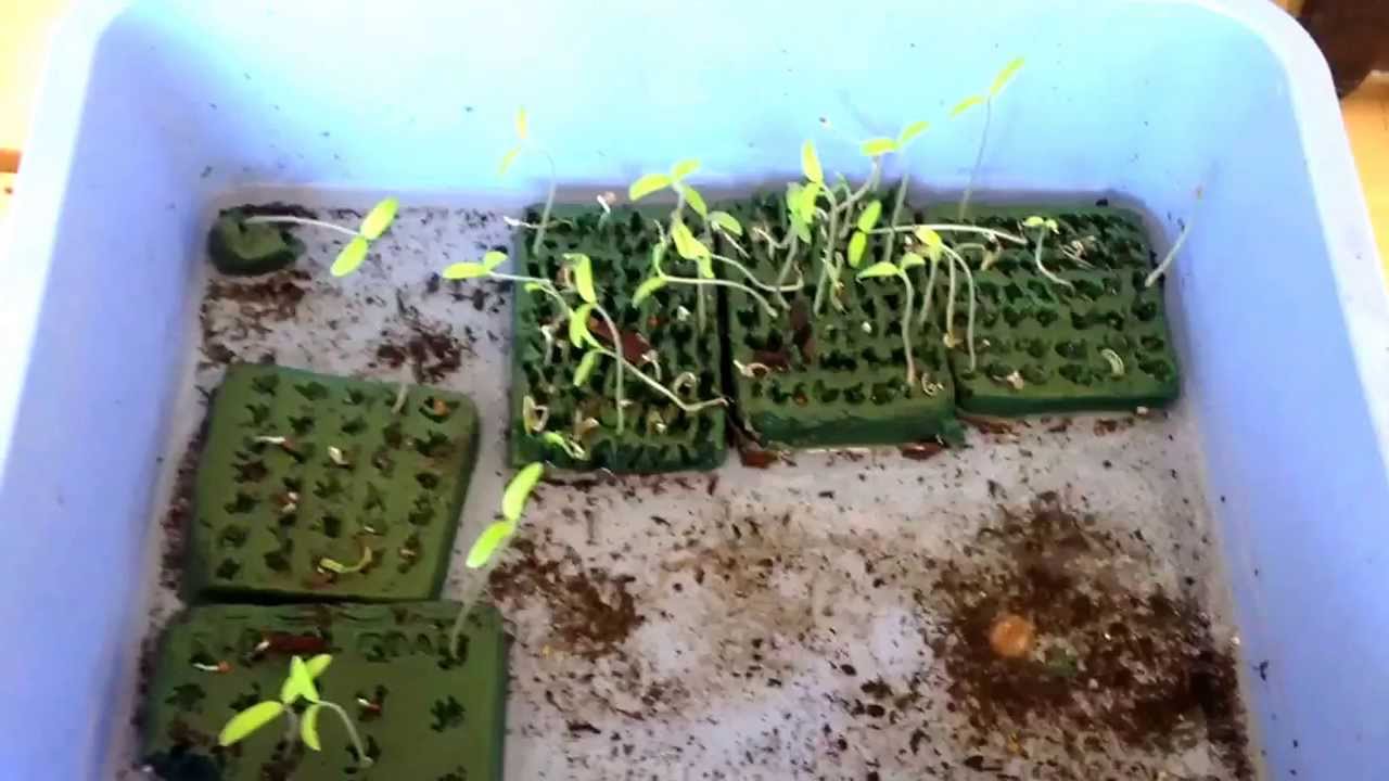 Growing tomato plants in oasis