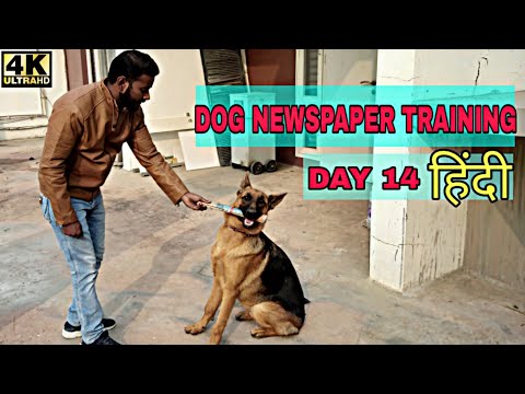 Dog Training - Day 14 || How to Train Your Dog to Fetch Newspaper Trick 4K Hindi