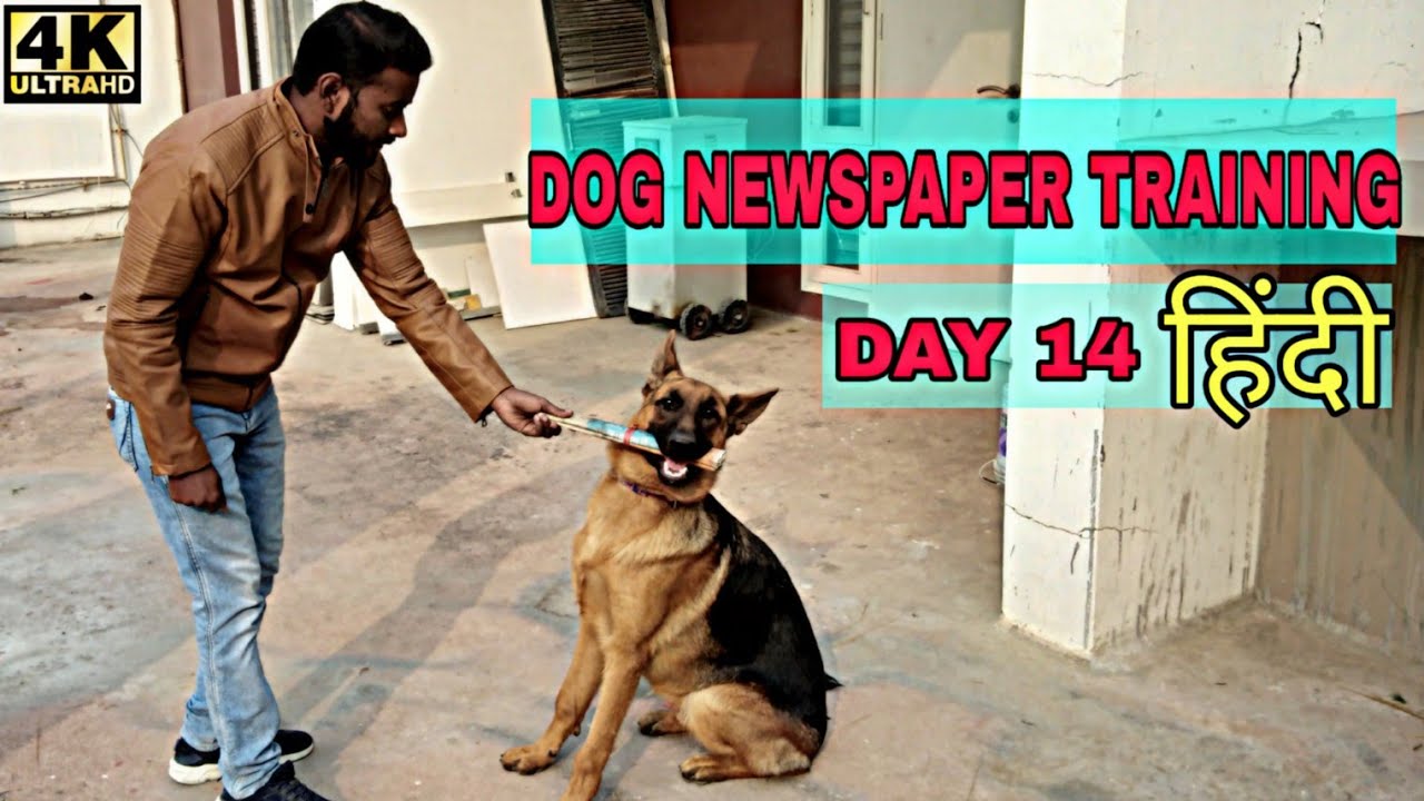 Dog Training - Day 14 || How To Train Your Dog To Fetch Newspaper Trick 4K Hindi